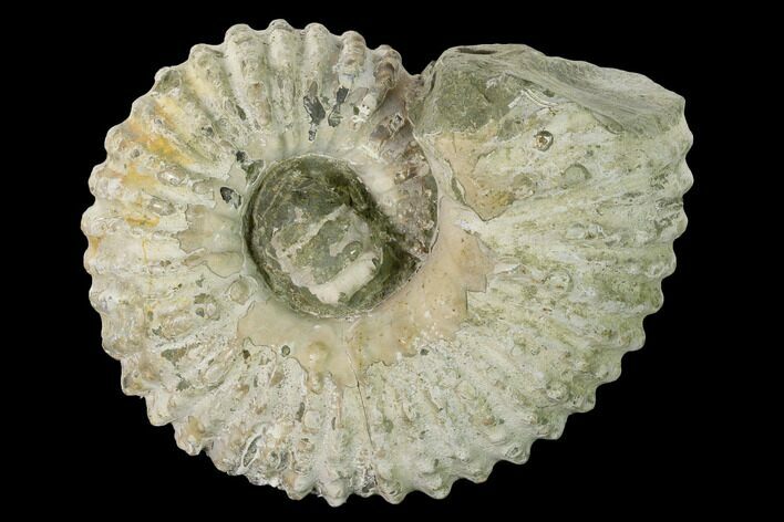 Bumpy Ammonite (Douvilleiceras) Fossil - Madagascar #160396